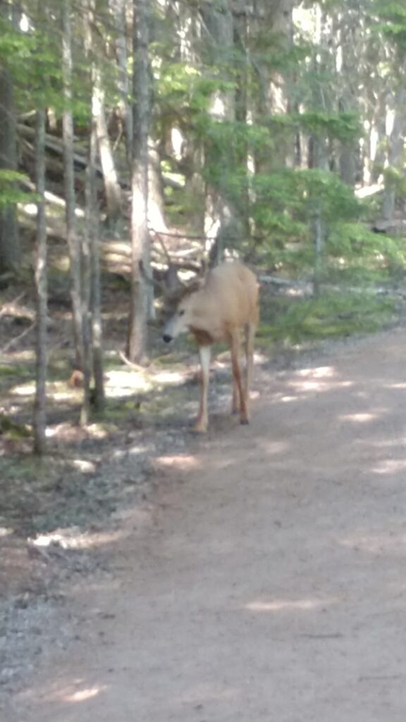 A male deer in the woods at McDonald Falls in Glacier National Park