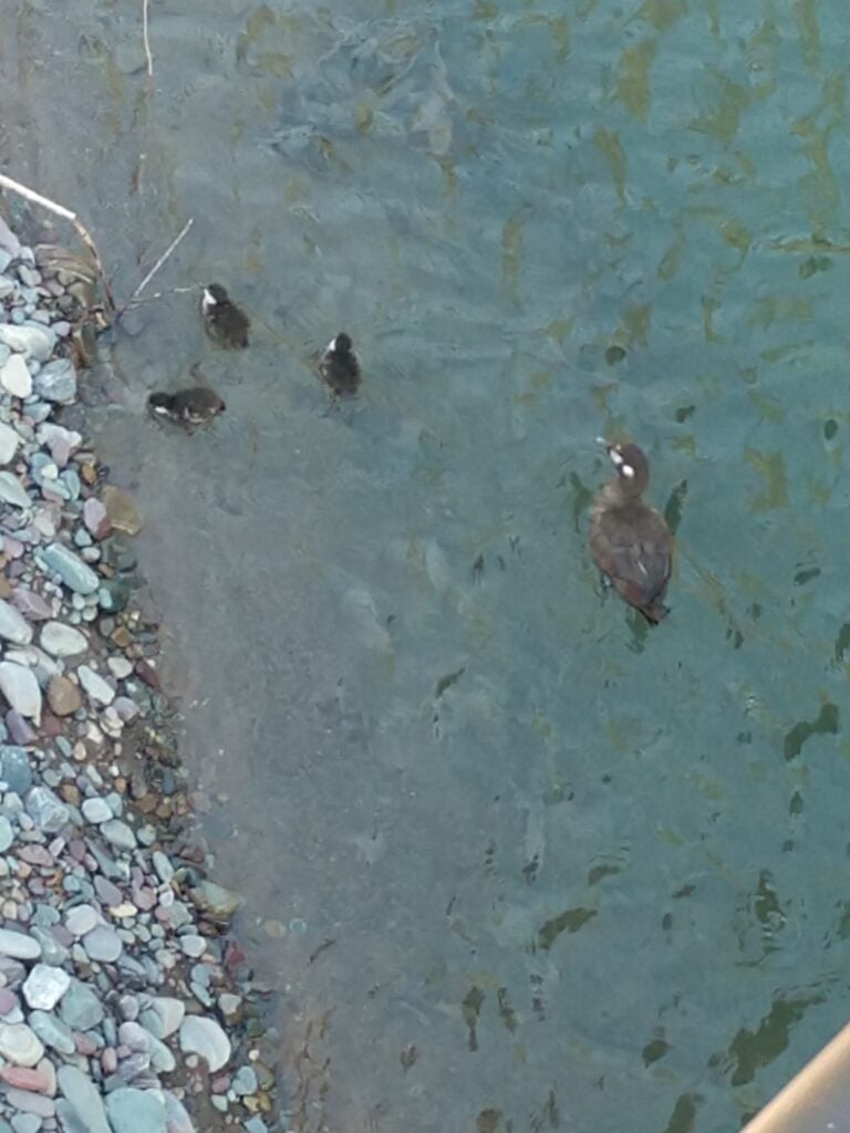 Three baby ducks and one momma duck in the water at McDonald Falls in Glacier National Park