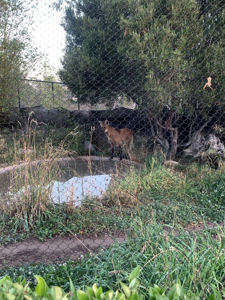 A red fox near water behind a fence at the San Diego Zoo