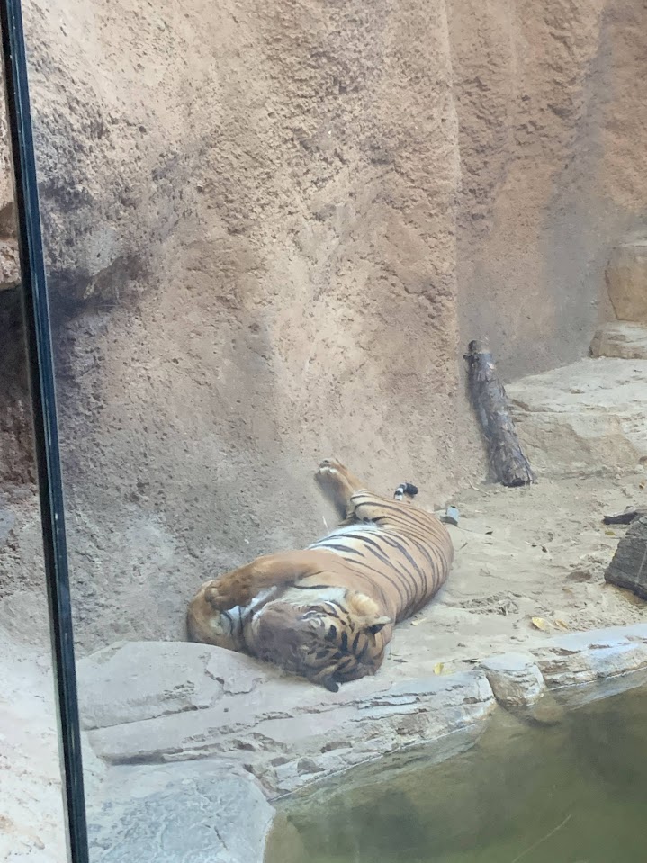 A Lion laying on some rocks