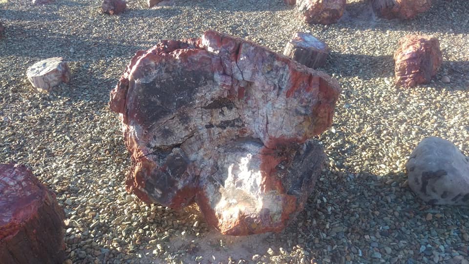 A petrified rock so big you could sit in it. The rock is multicolored and sits among other smaller rocks.