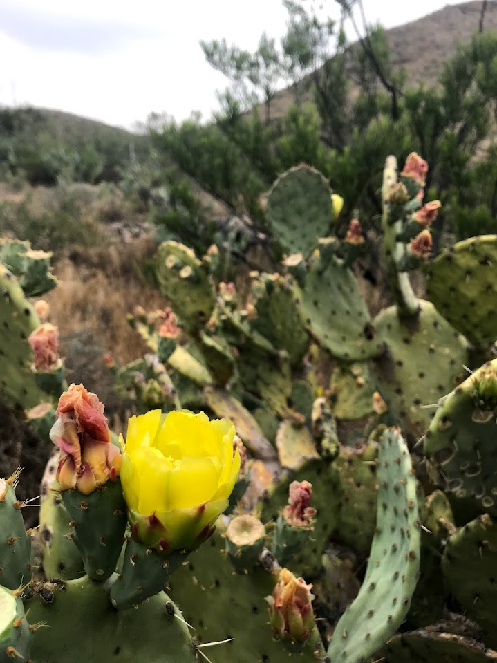 A yellow cactus flower overlooking the desert at Carlsbad Caverns