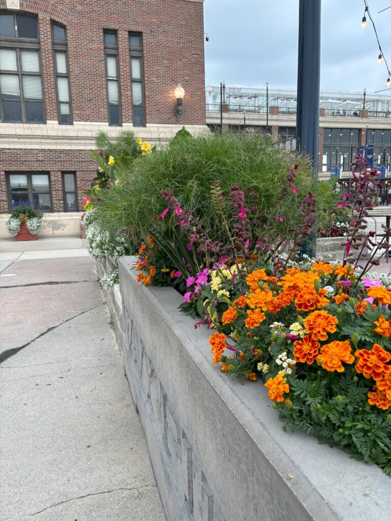 Colorful flowers at the Navy Pier