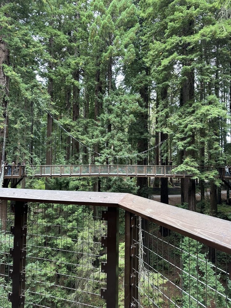 Redwood Skywalk bridge with trees surrounding it