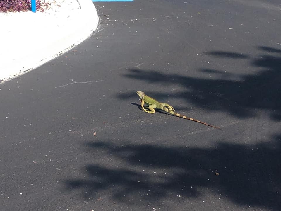 An Iguana Crossing the Road