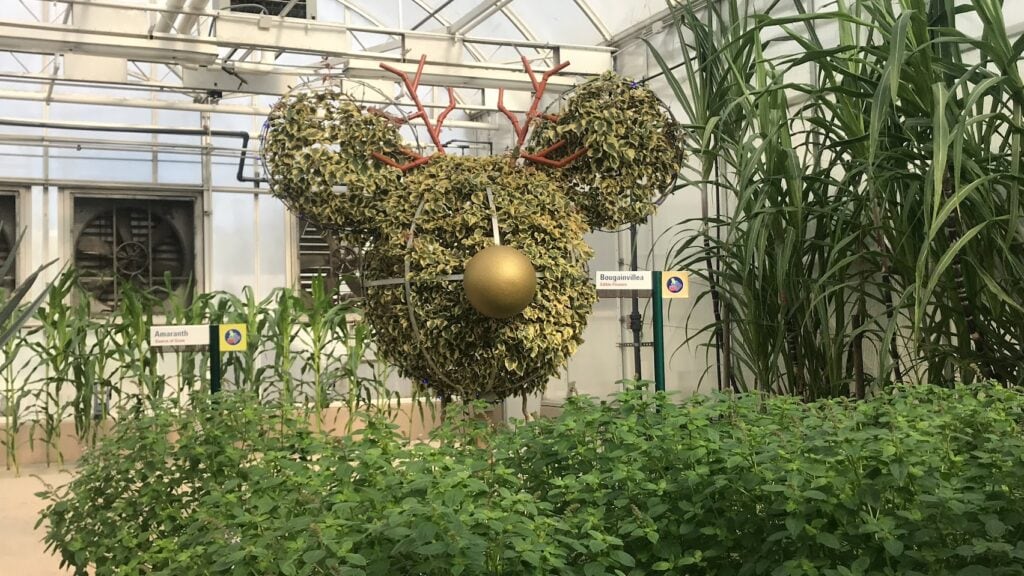 A plant that's mickey with antlers and a nose for Christmas