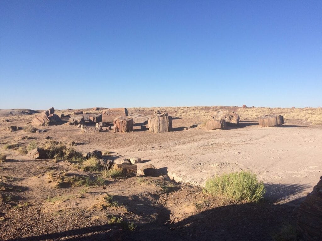 A bunch of logs along Route 66 at petrified forest 