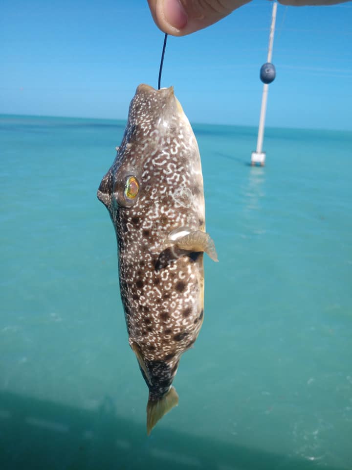 A puffer fish on a hook overlooking the crystal blue waters of the Florida Keys