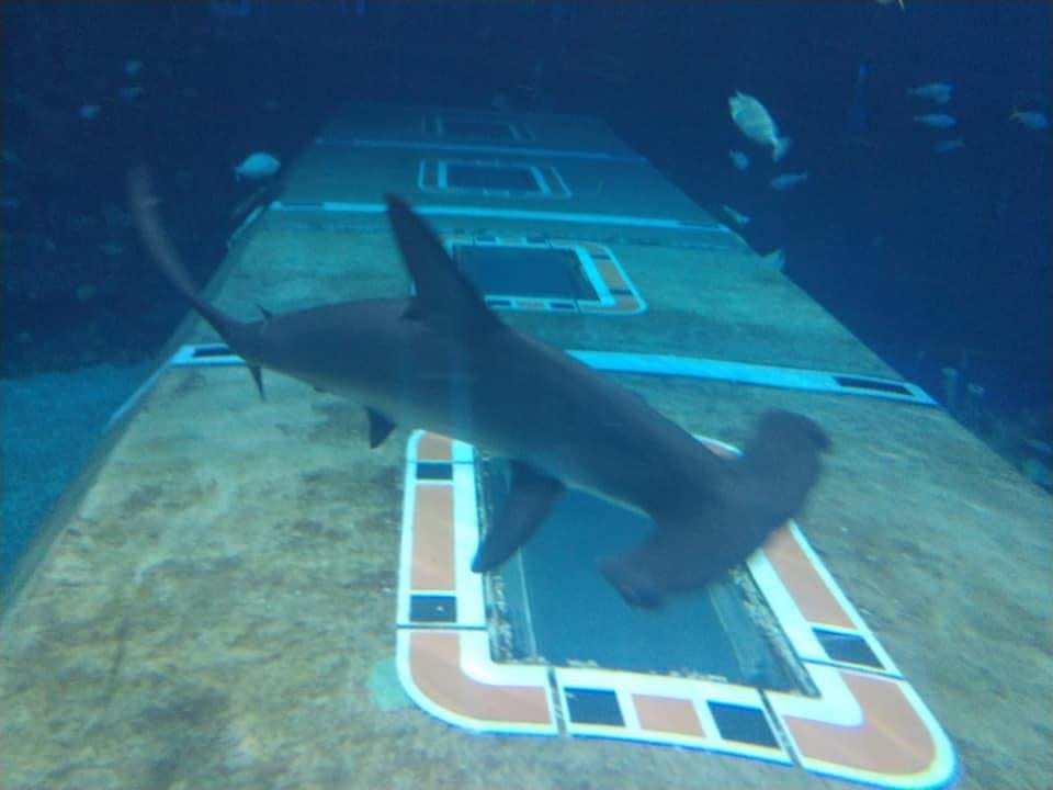 A hammer head shark in a tank at Epcot